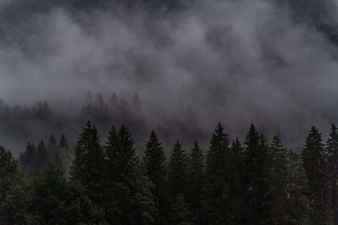 Foto Landschaft Tannen im Nebel