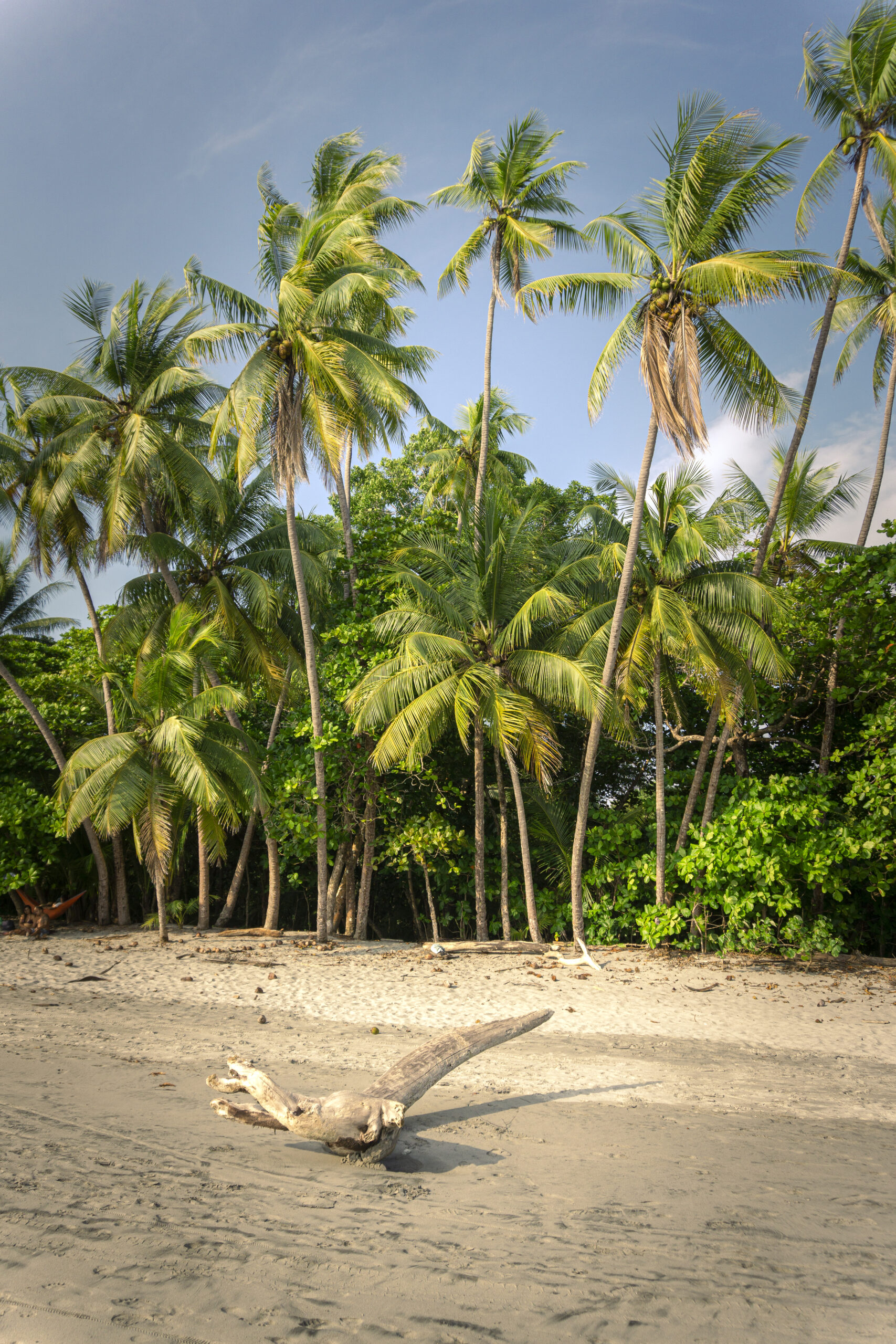 Foto Landschaft Strand mit Palmen Costa Rica